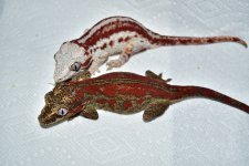 DSC_0262.jpg