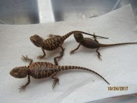 IMG_9797.JPG
