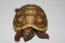 IMG_1738.jpg