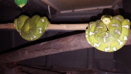 Emerald pair (3).jpg