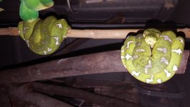 Emerald pair (1).jpg