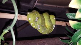 Emerald pair (4).jpg