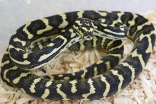 Male 3 Photo 2.jpg