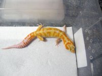 wy tremper female.jpg