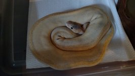 IMG_20170724_175143821.jpg