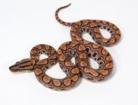 CxHT515+male+$150.jpg