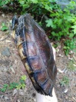 IMG_20170624_170246.jpg
