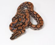 osxsr402+male+$120.jpg