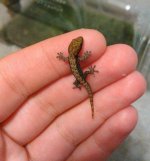 l. lugubris.jpg