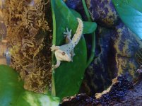 l. lugubris 2.jpg