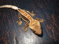 Fuzzy Harlequin Pinstripe Dalmatian Crested Gecko.jpg