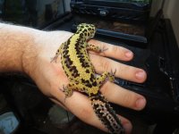 Bold Stripe Female Leopard Gecko 2.jpg
