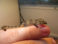 Chameleon Gecko.jpg