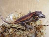 Red and Orange Striped Gargoyle Gecko.jpg