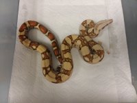 2016 FEMALE VPI T+ RED PANTHER FEMALE.jpg