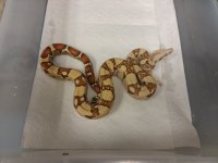 2016 VPI T+ RED PANTHER FEMALE.jpg