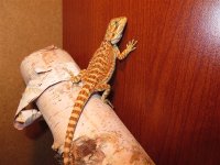 Orange Bearded Dragon.jpg