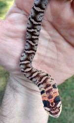 IMG_20171002_064123.jpg