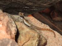 Tropiocolotes-Steudneri-Dwarf-Gecko4.png