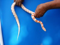 amelanistic corn.jpg
