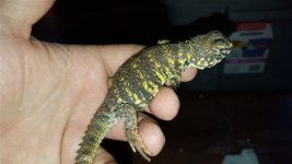 SaharanUromastyxGeyri.jpg