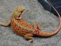 Hypo-Leather Dunner Het Trans Male #3-R, 8in, $200.jpg