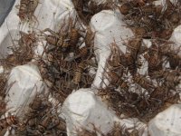Banded Crickets.jpg