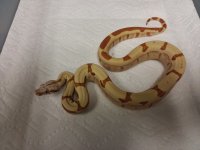 VPI T+ 0.1 SUNGLOW JUNGLE $3250 #100215.jpg