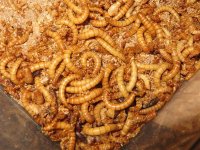 Mealworms.jpg