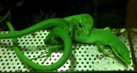 Takydromus dorsalis.JPG