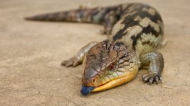 scinque-langue-bleue-le?zard-tiliqua-scincoi?de-alimentation-maintien-reproduction-caracte?re-co.jpg