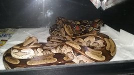 20171208_055629.jpg