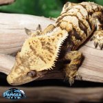crested-gecko-Ge18t.jpg
