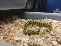 Gamma Line, Diamond Jungle Jaguar Male $1000.jpg