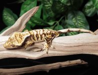 crested-gecko-Ge18b.jpg