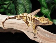 crested-gecko-Ge18c.jpg