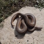 Unicolor boa.jpg