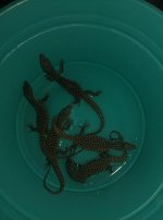 babyackies2017.jpg