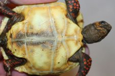 redfoot plastron.JPG