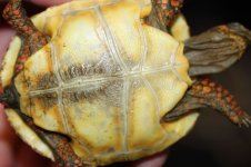 red foot plastron 2.JPG