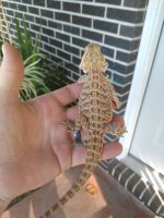 IMG_20171003_085620697.jpg