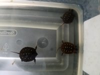 20170830_141857.jpg