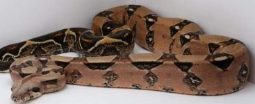 Redrum het VPI male.jpg