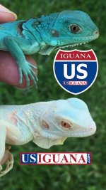 Snow Iguana with Blue 2.jpg