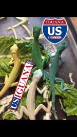 Snow Iguana with Sibs 1.jpg
