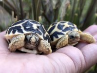 star2.jpg
