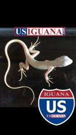 Snow Iguana Alone 3.jpg