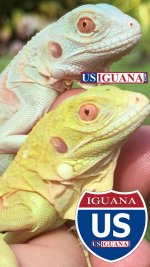 Snow Iguana with Albino 1.jpg