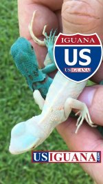Snow Iguana with Blue 1.jpg