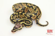 PastelScalelessHeadF1-logo.jpg